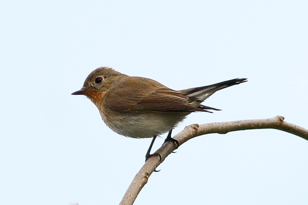 Red-breasted Flycatcher - ML615132452