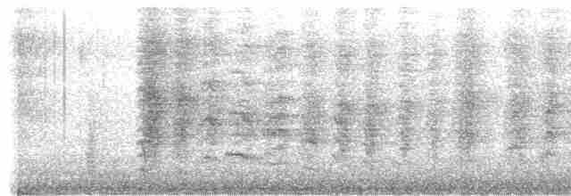 Сверкающий дронго [группа bracteatus] - ML615132517