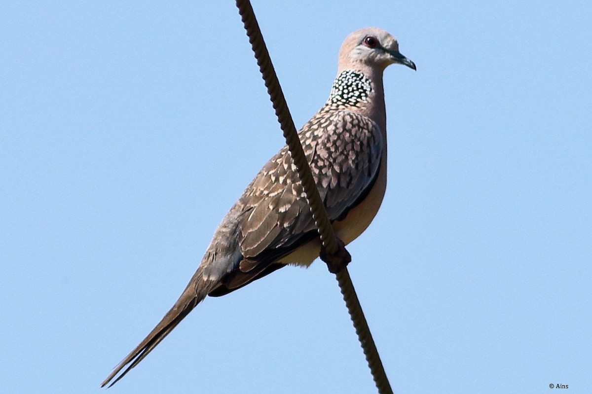 Spotted Dove - ML615132518