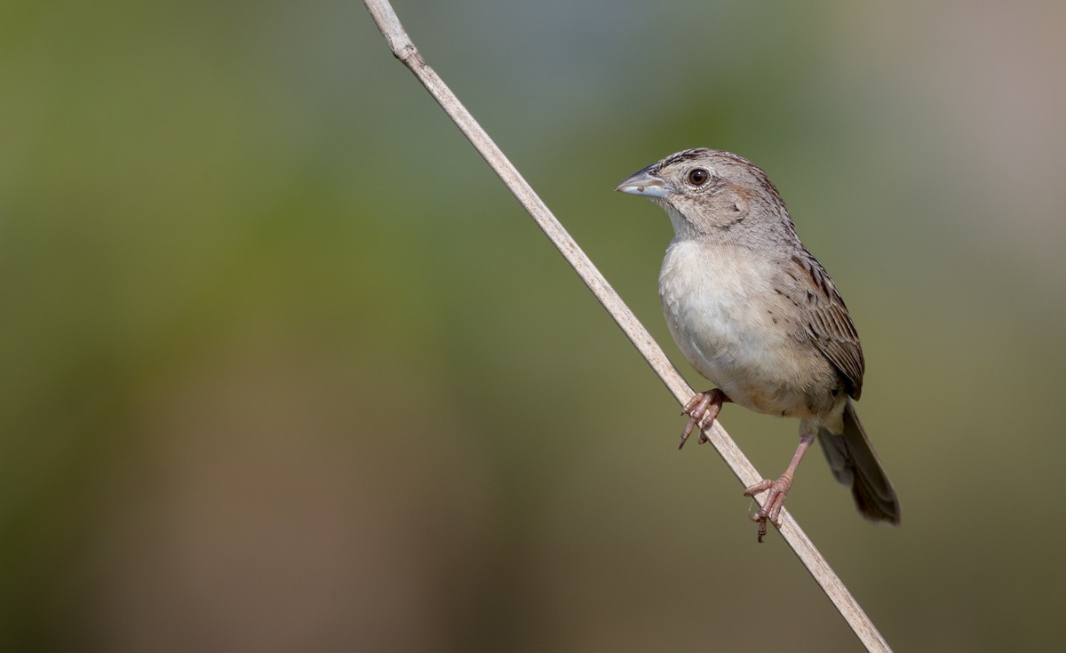 Botteri's Sparrow (Peten) - ML61513261