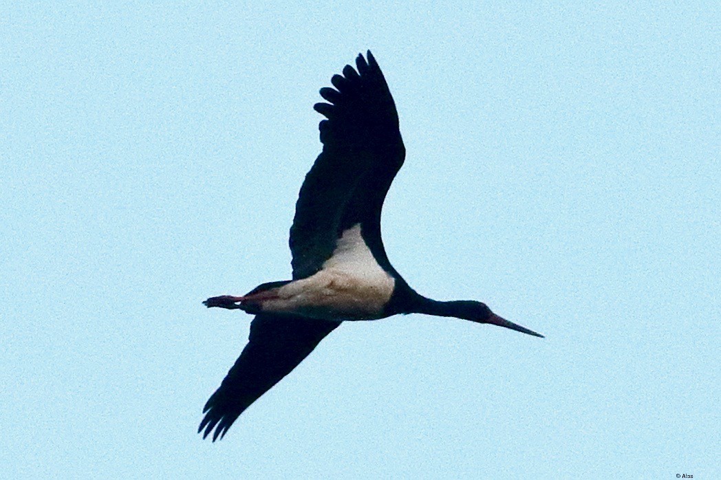 Black Stork - ML615132629