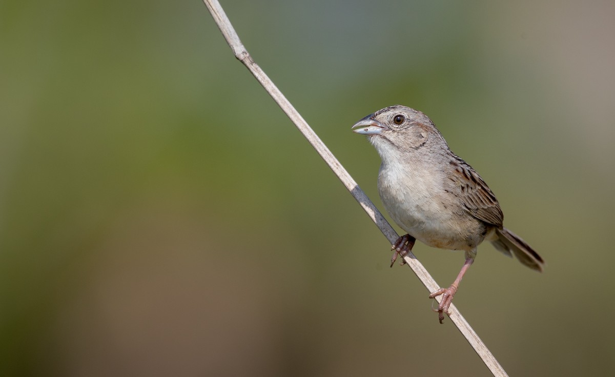 Botteri's Sparrow (Peten) - ML61513271