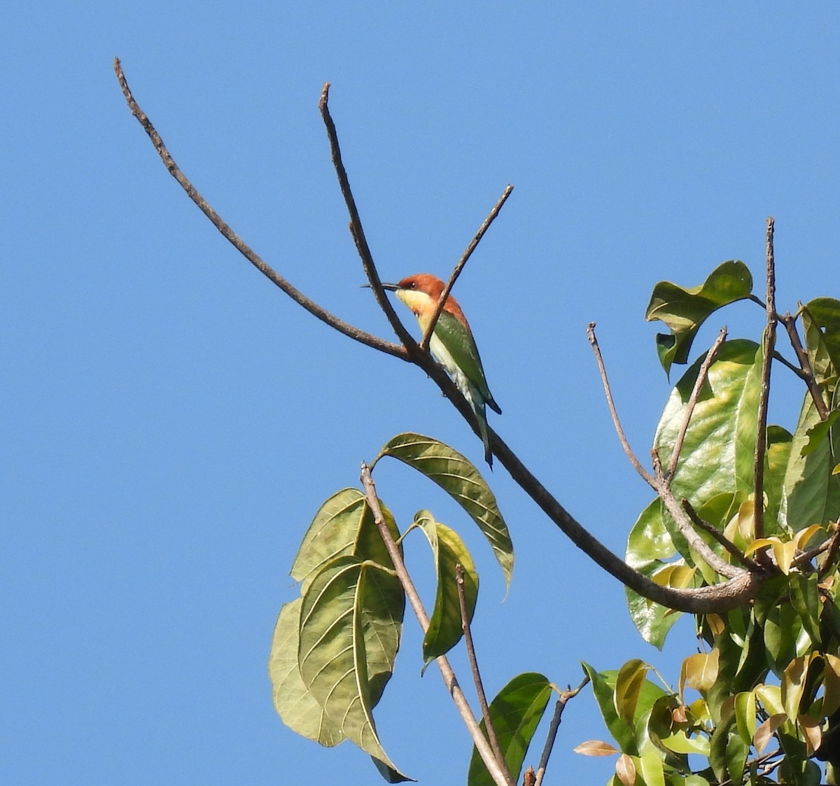 Chestnut-headed Bee-eater - ML615132863