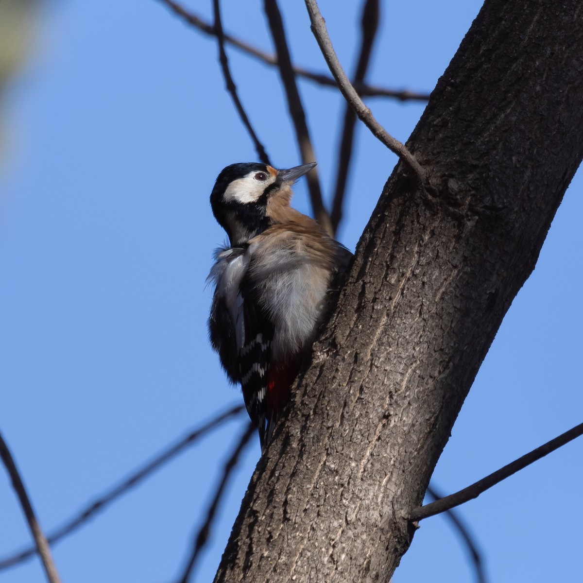 Great Spotted Woodpecker - Anastasia Besfamilnaya