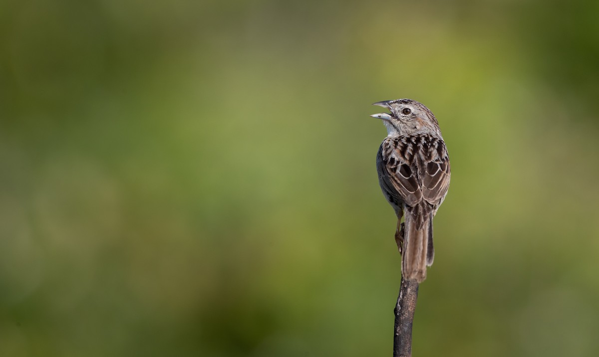 Botteri's Sparrow (Peten) - ML61513301