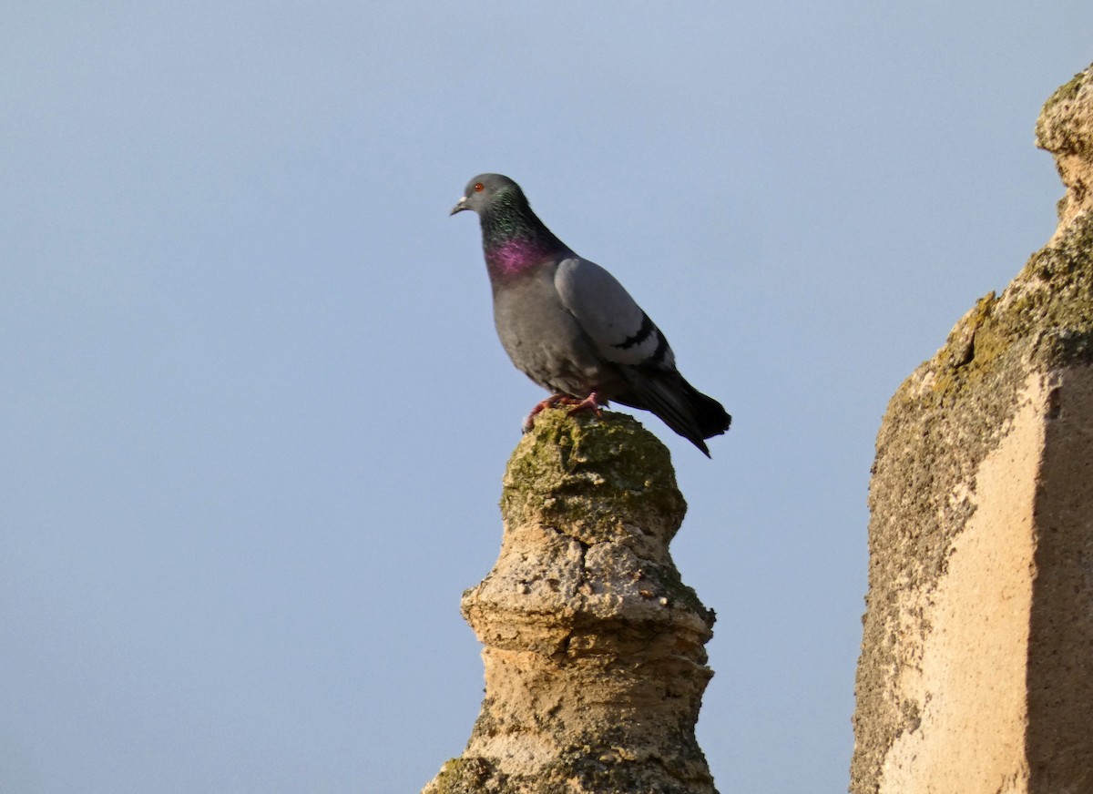 Rock Pigeon (Feral Pigeon) - ML615133033