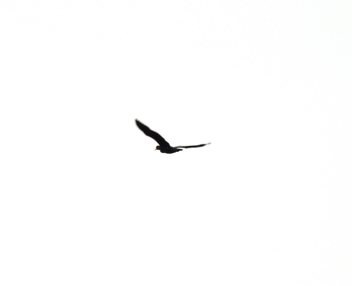 Great Cormorant - ML615133039