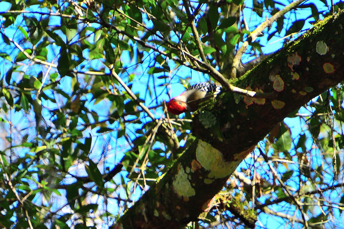 Red-bellied Woodpecker - ML615133423