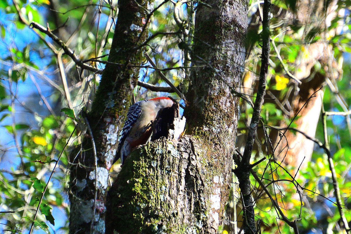 Red-bellied Woodpecker - ML615133424