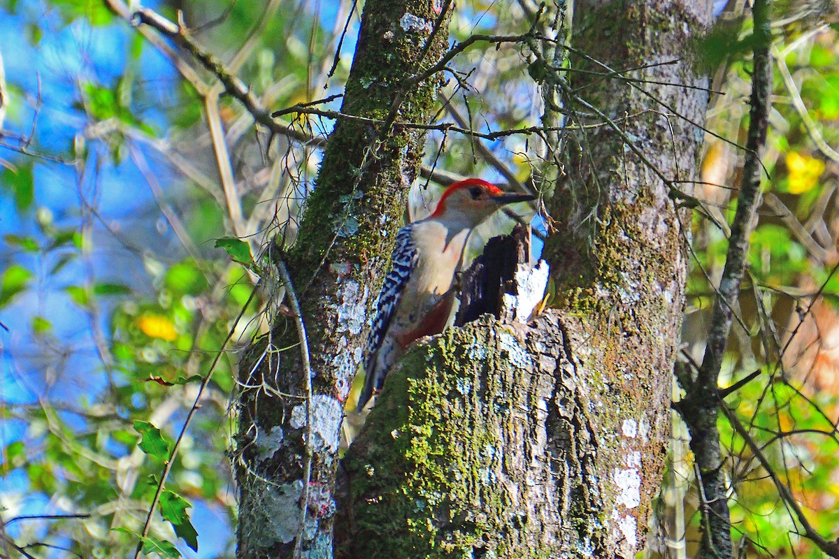 Red-bellied Woodpecker - ML615133425