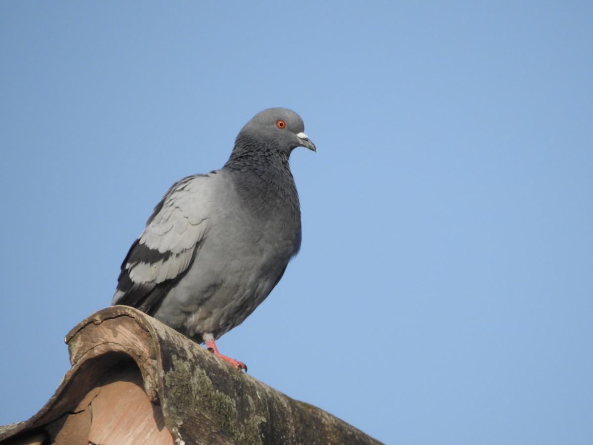 Rock Pigeon (Feral Pigeon) - ML615133618