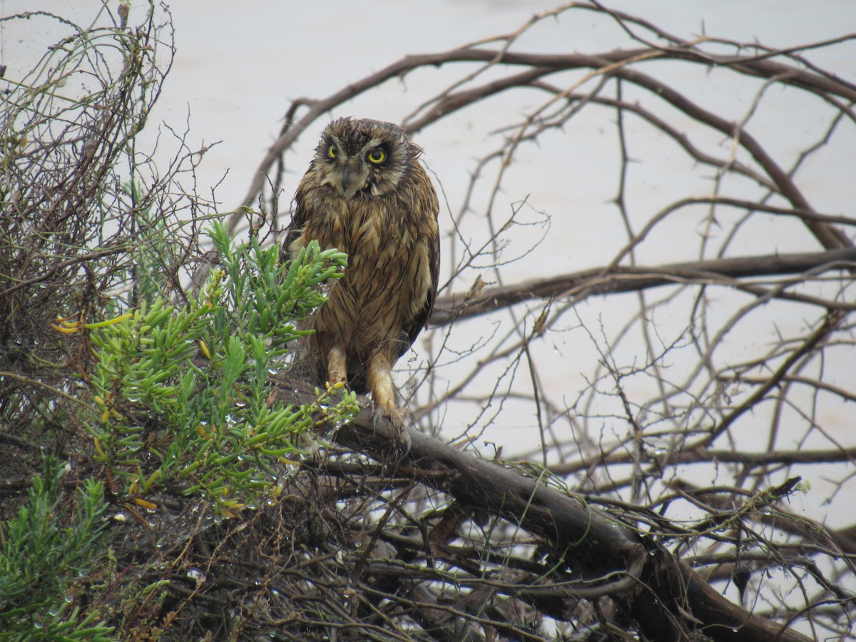 Short-eared Owl - ML615133685