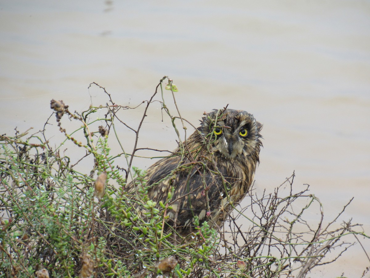 Short-eared Owl - ML615133686
