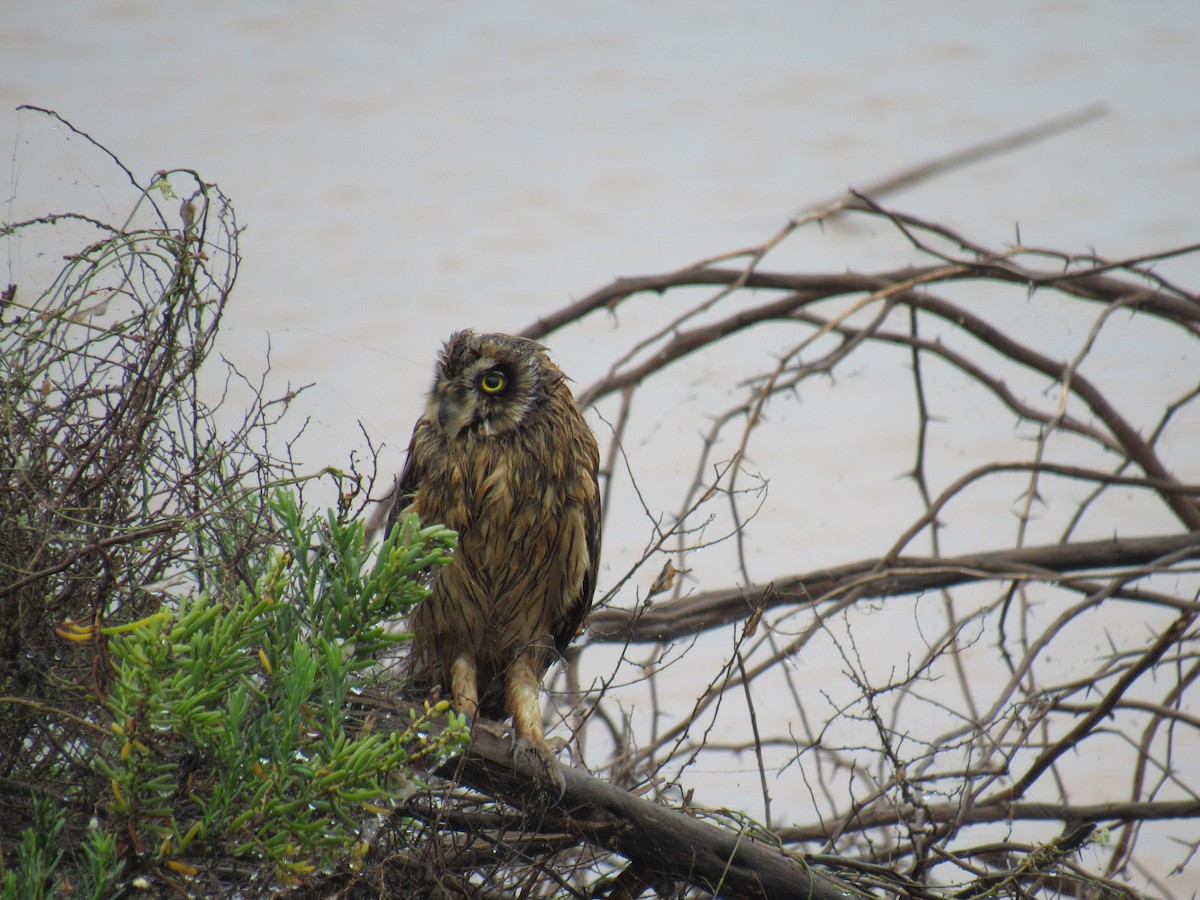 Short-eared Owl - ML615133694