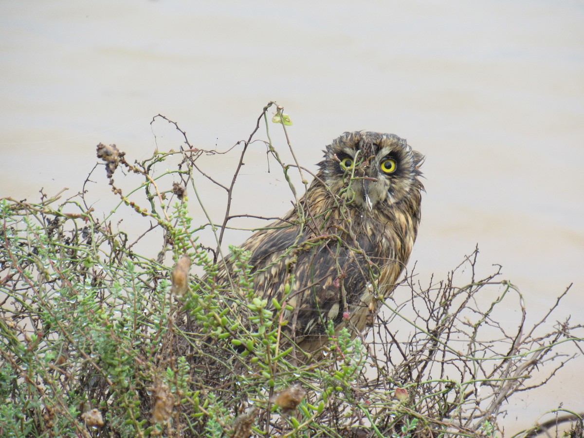Short-eared Owl - ML615133696