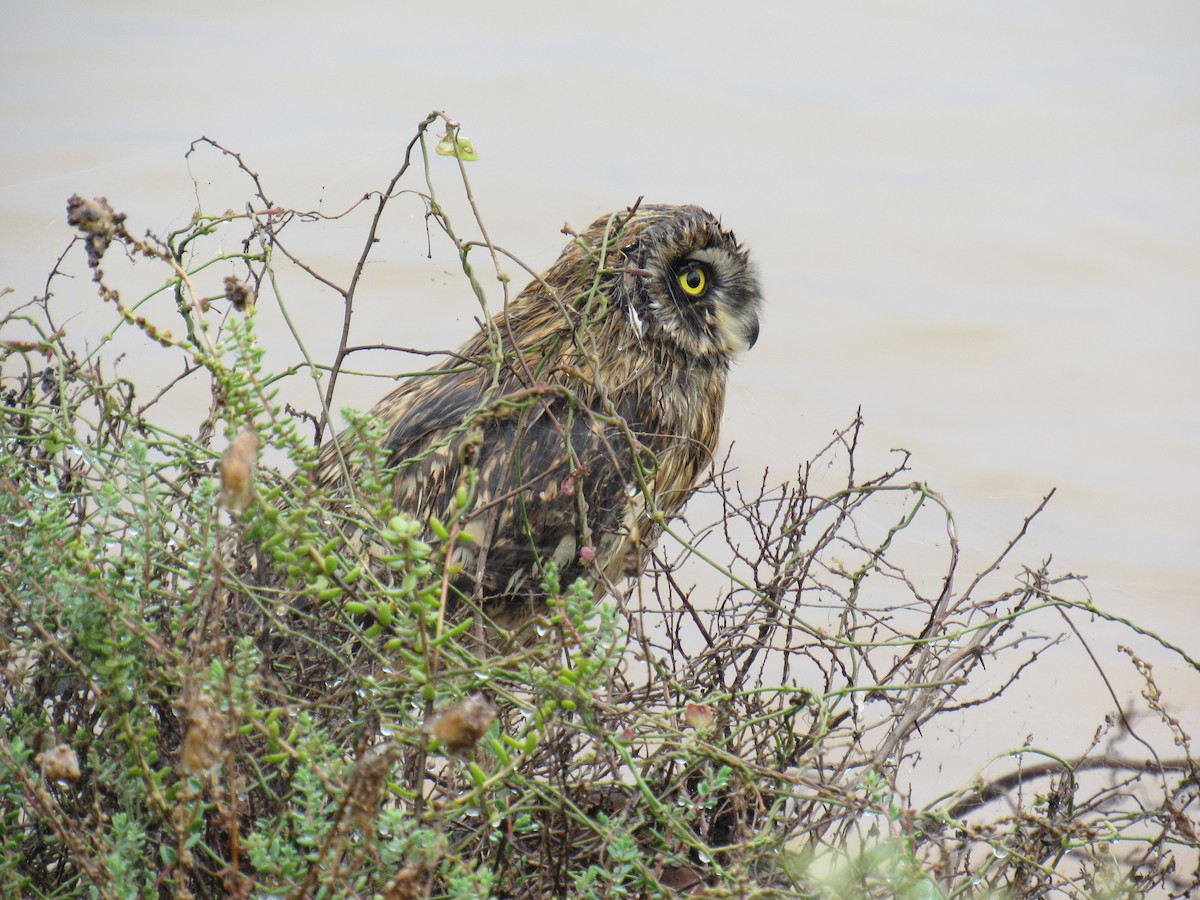 Short-eared Owl - ML615133697