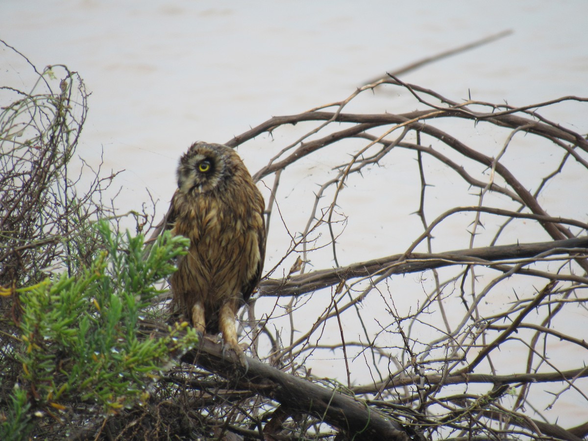 Short-eared Owl - ML615133698