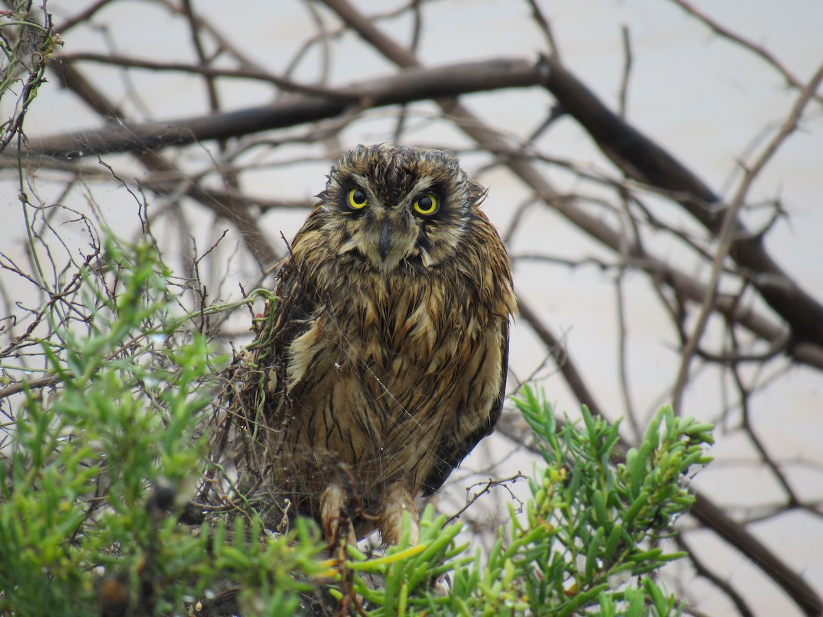 Short-eared Owl - ML615133699