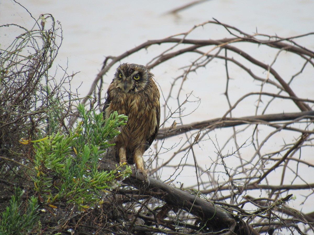 Short-eared Owl - ML615133701