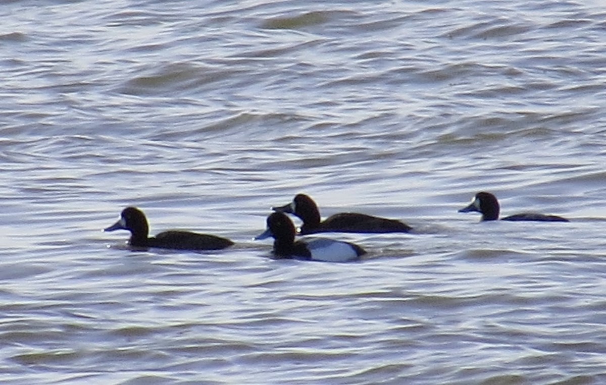 Greater Scaup - ML615133939