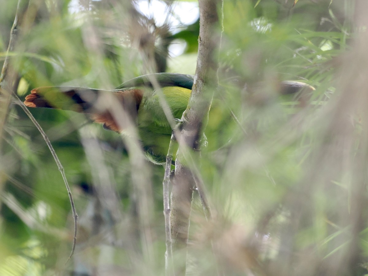 Southern Emerald-Toucanet (Andean) - ML615133959