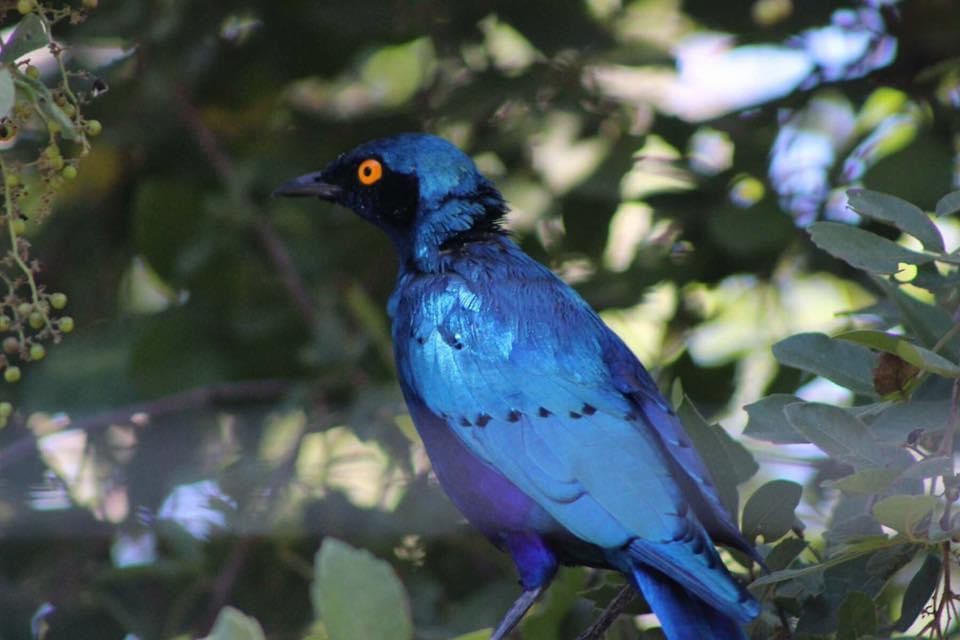 Greater Blue-eared Starling - ML615134025