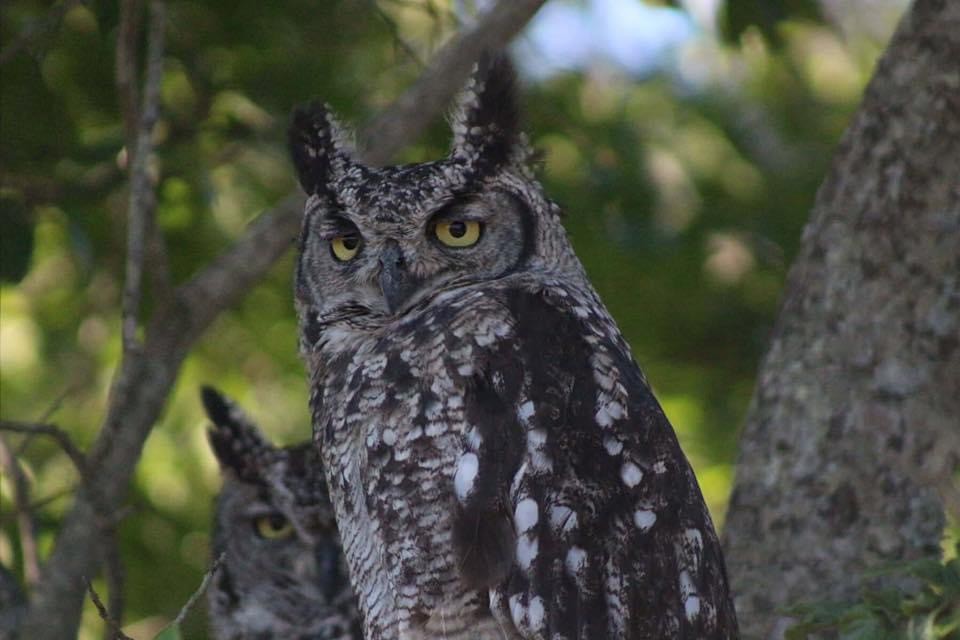 Spotted Eagle-Owl - Gracyn Fulling
