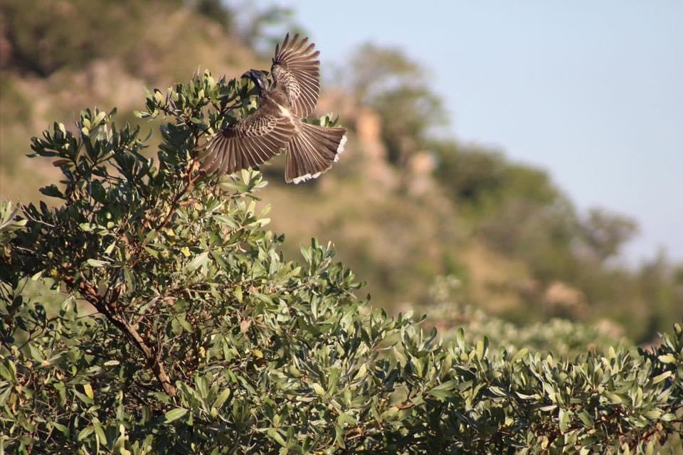 African Gray Hornbill - ML615134036