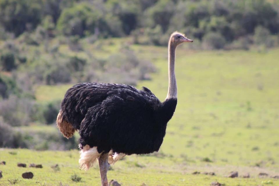 Common Ostrich - Gracyn Fulling