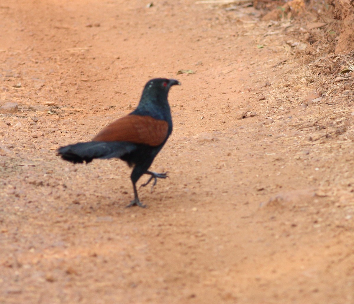 Greater Coucal (Southern) - ML615134313