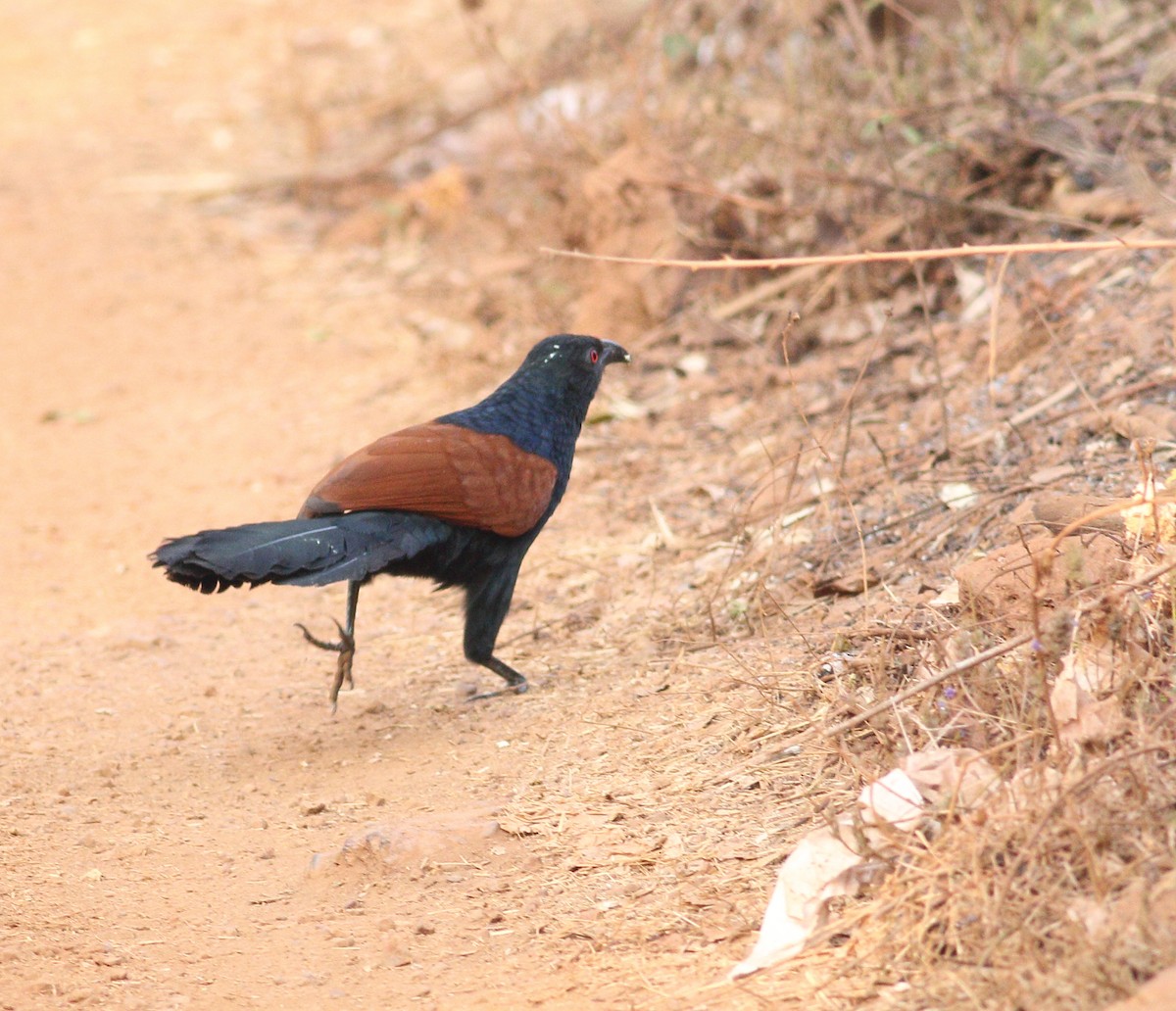 Greater Coucal (Southern) - ML615134314