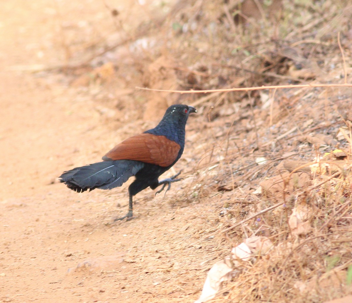 Greater Coucal (Southern) - ML615134315