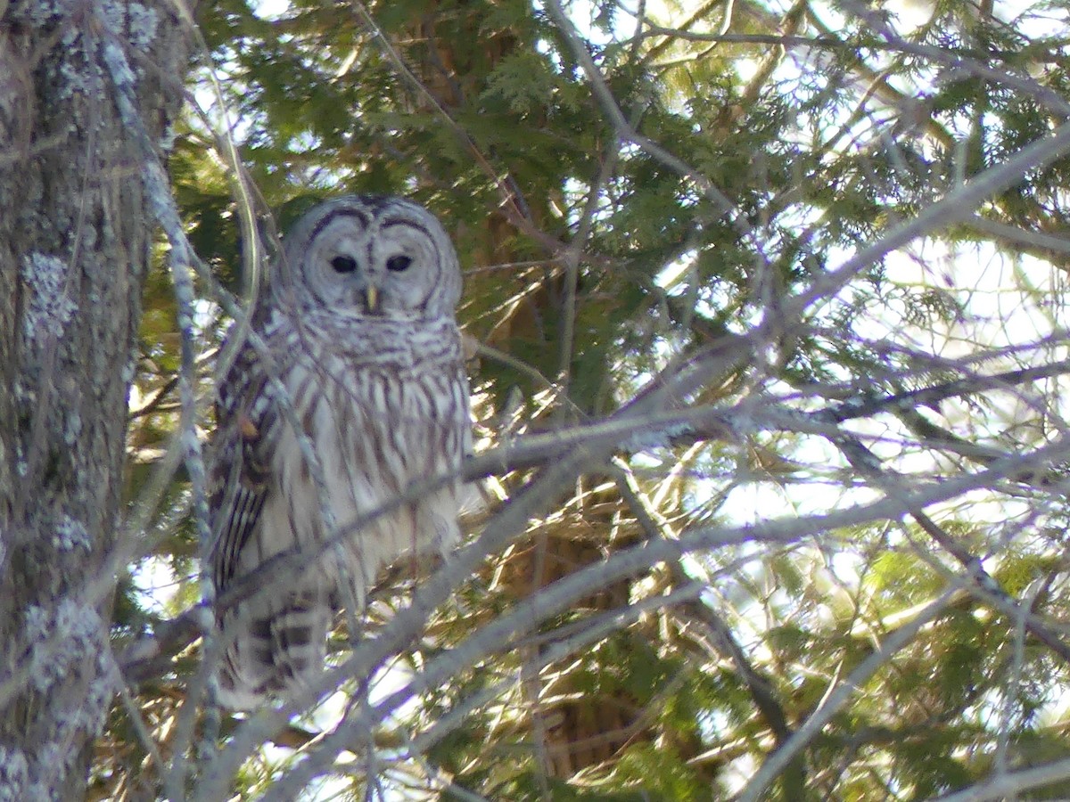 Barred Owl - ML615134455
