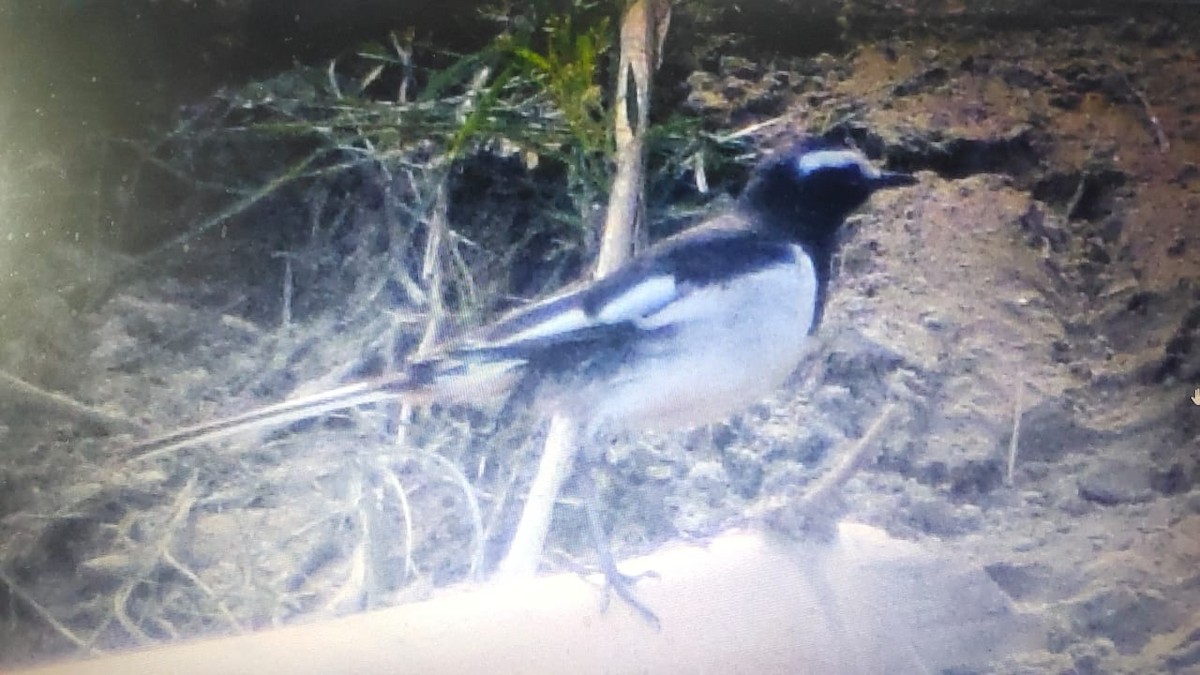 White-browed Wagtail - ML615134501