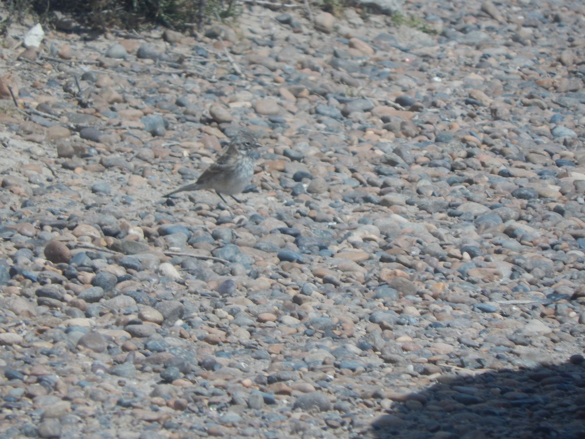 Rufous-collared Sparrow - ML615134573