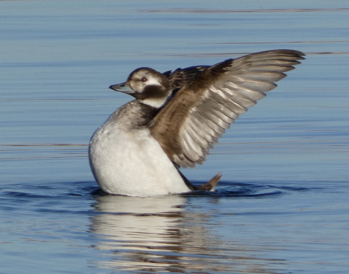 Long-tailed Duck - ML615134837