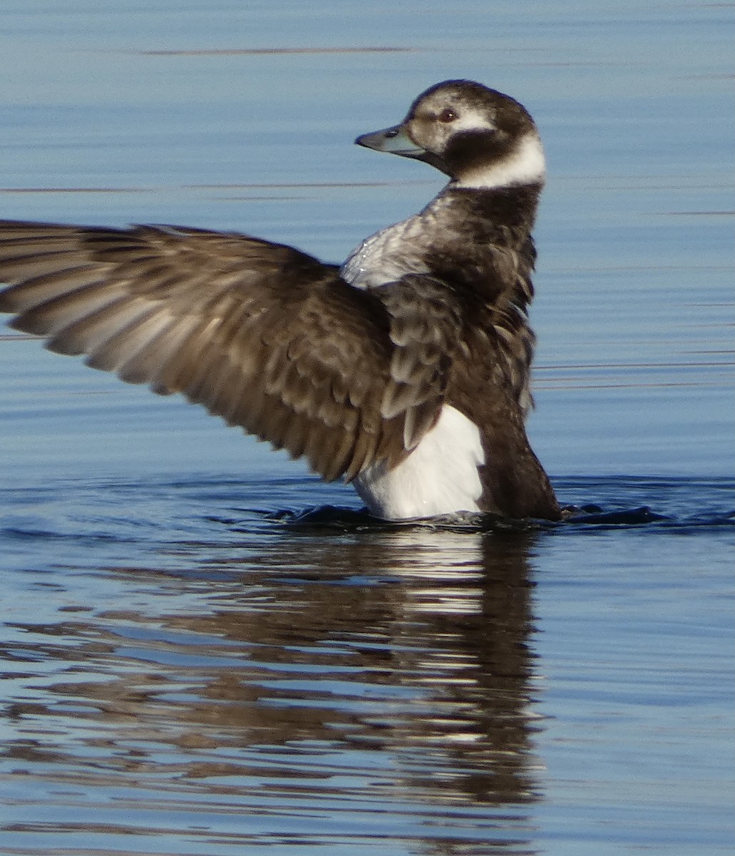Long-tailed Duck - ML615134838