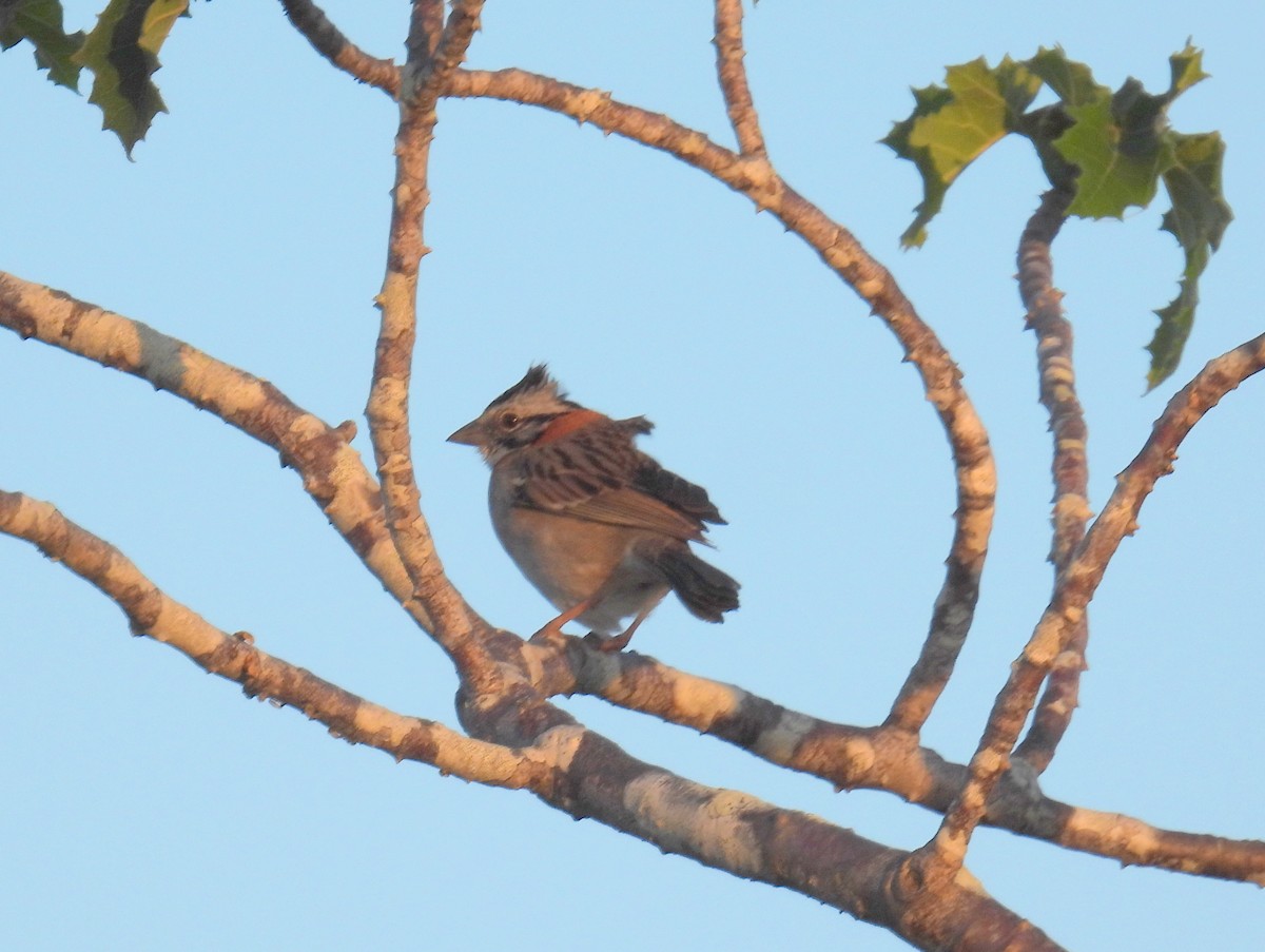 Rufous-collared Sparrow (Rufous-collared) - ML615135248