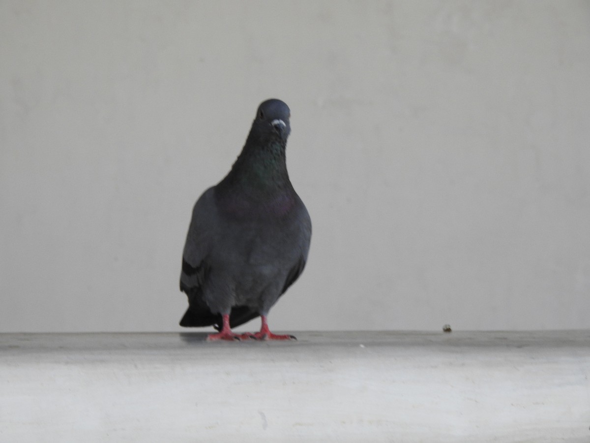Rock Pigeon (Feral Pigeon) - ML615135393