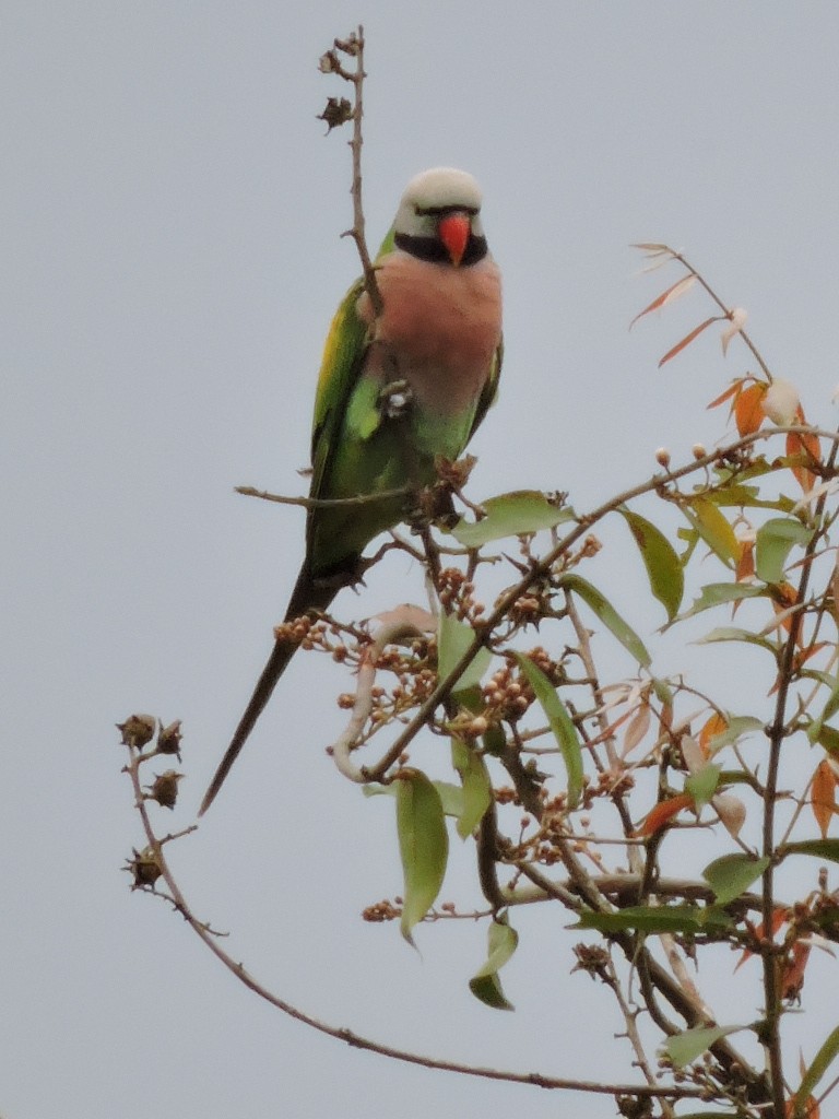 Red-breasted Parakeet - ML615135400