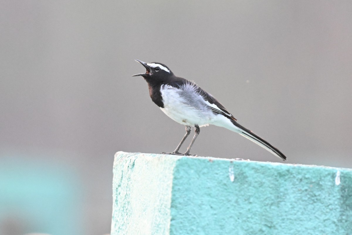 White-browed Wagtail - ML615135546