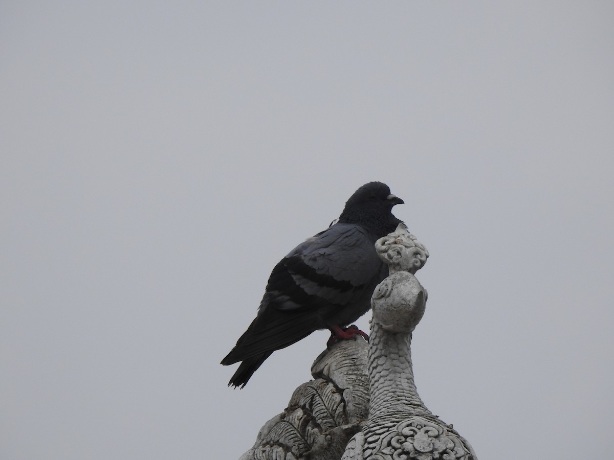 Rock Pigeon (Feral Pigeon) - ML615135623