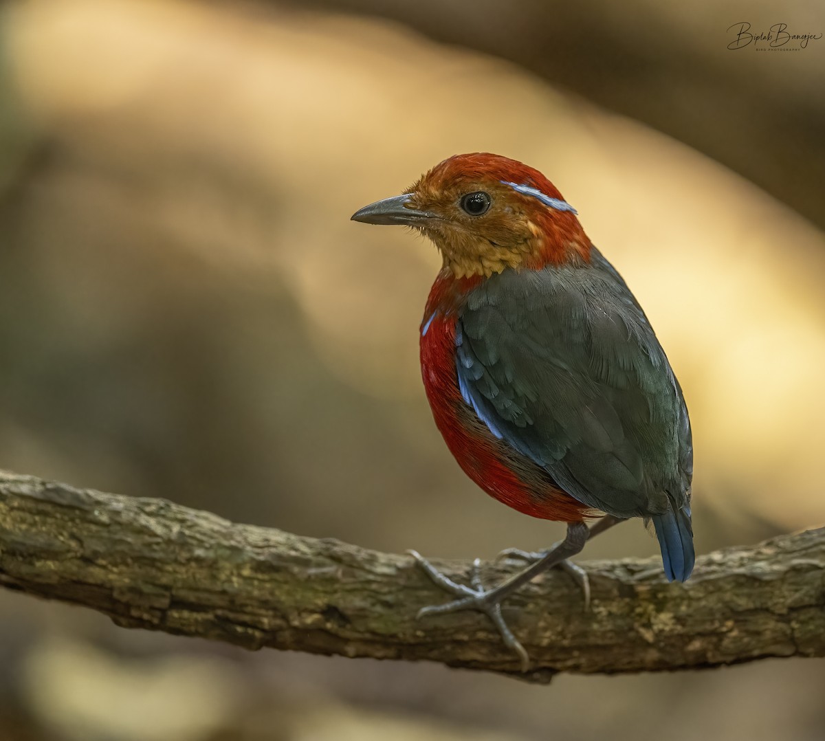 Blue-banded Pitta - ML615135715