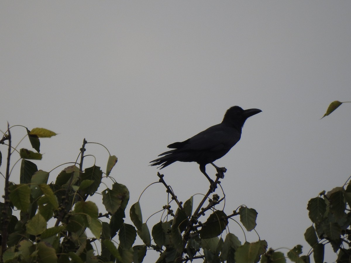 Large-billed Crow - ML615135735