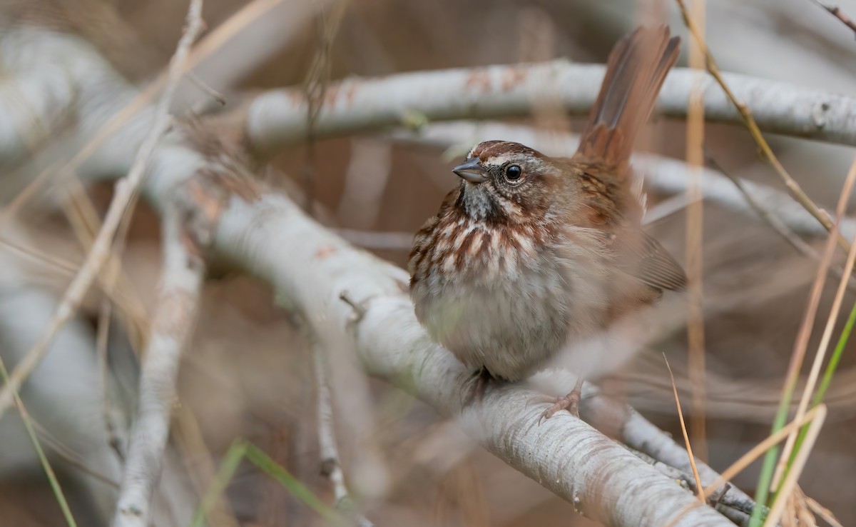 Song Sparrow (montana/merrilli) - ML615135752