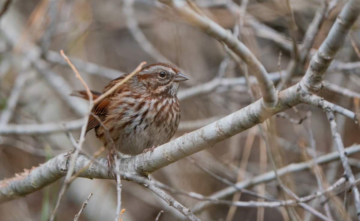 Song Sparrow (montana/merrilli) - ML615135782