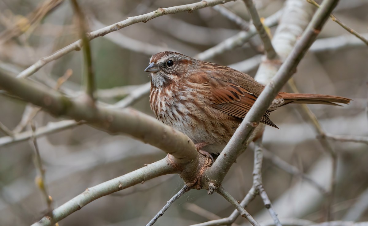 Song Sparrow (montana/merrilli) - Derek Lecy