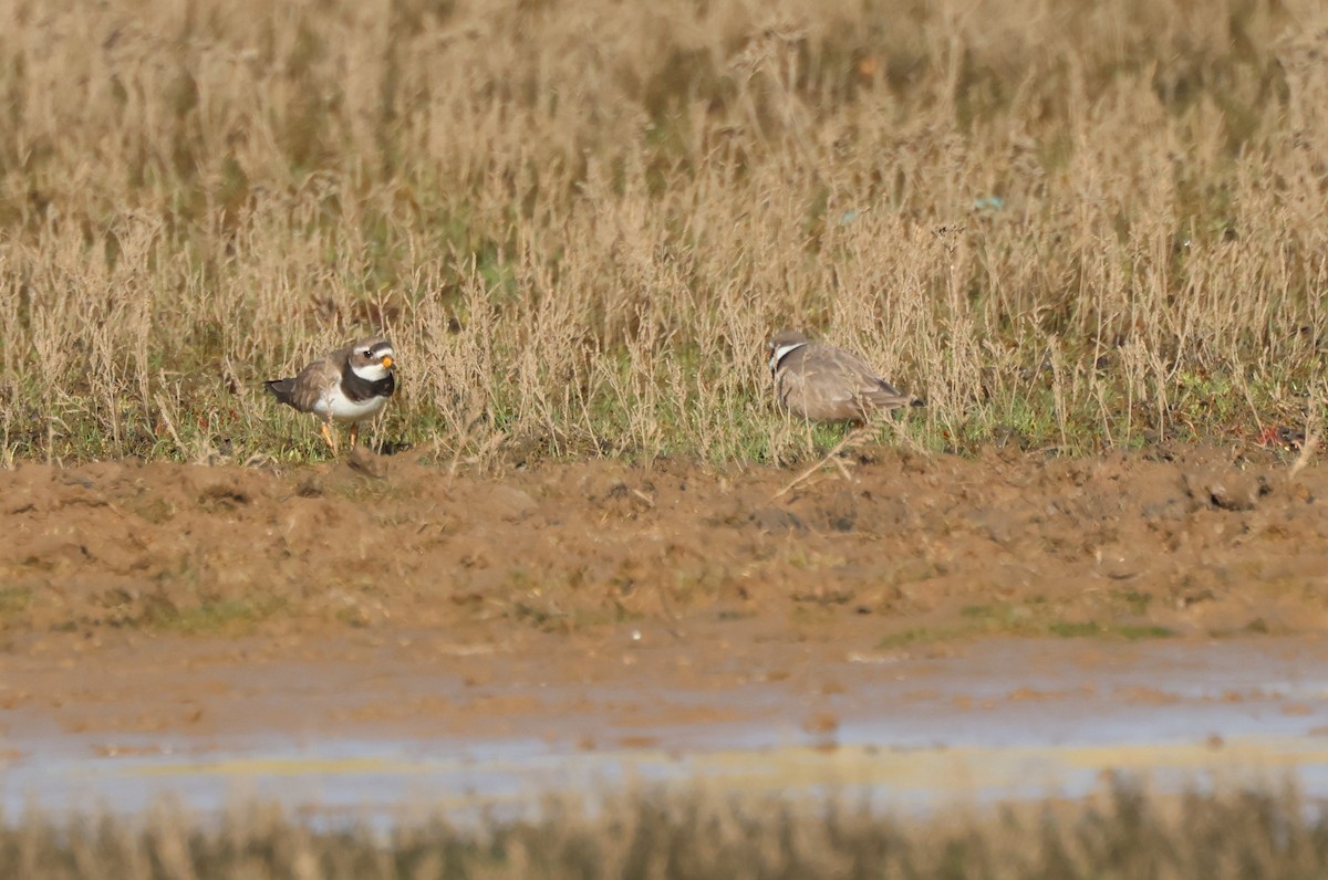 Common Ringed Plover - ML615135875
