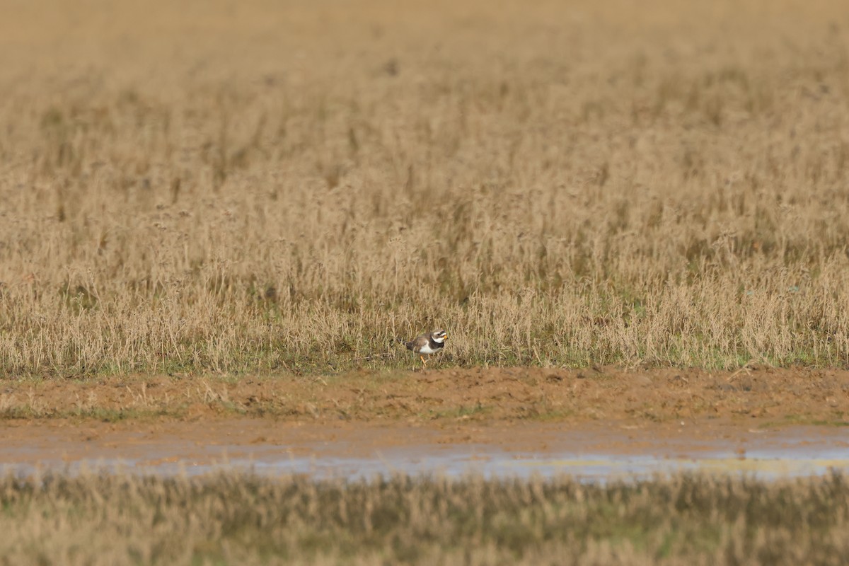 Common Ringed Plover - ML615135877