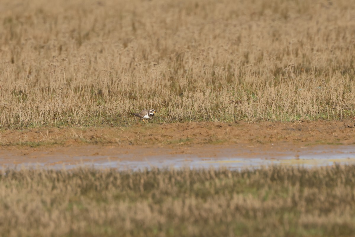 Common Ringed Plover - ML615135878